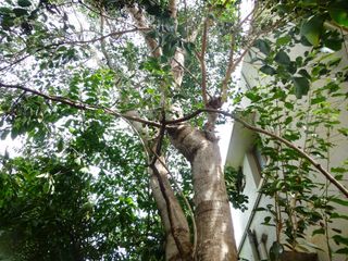 Tree Jamuk How To Draw A Jamun Tree