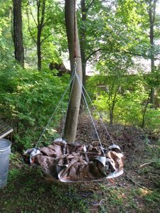 Beer Swing