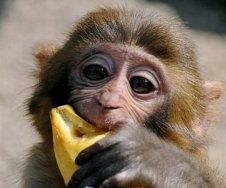 How to Peel a Banana Like a Monkey