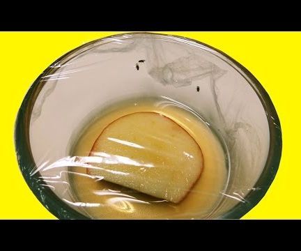 Easy Way to Get Rid of Fruit Flies