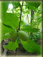 The Uses of the Paw Paw Plant