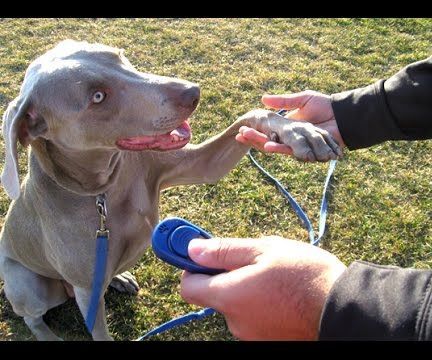 Clicker Training for Dogs (or Any Animal!)
