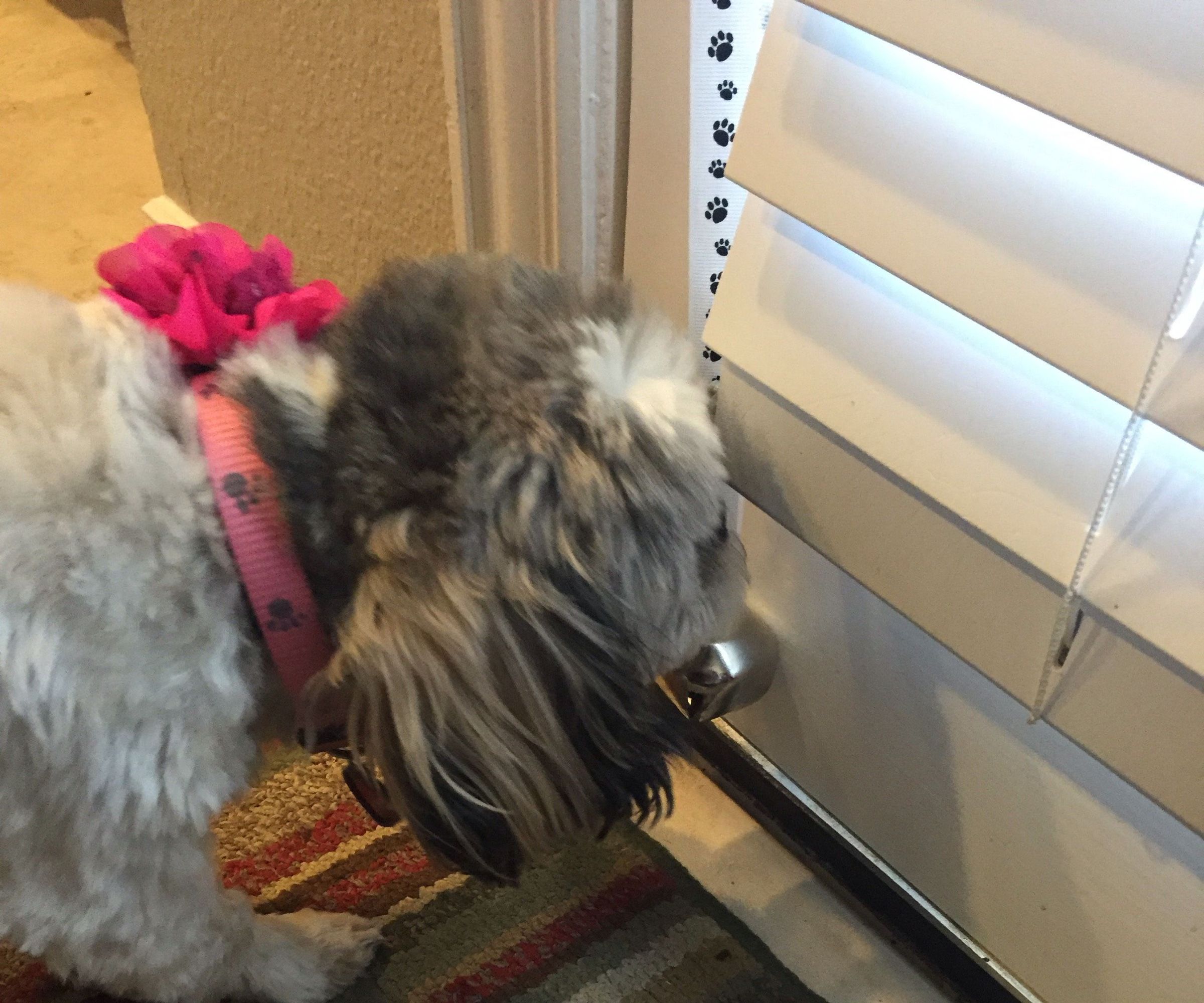 How to Bell Train a Dog
