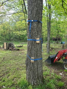 Tree Steps – a Tree Friendly Climbing Device for the Adventurous : 5 ...