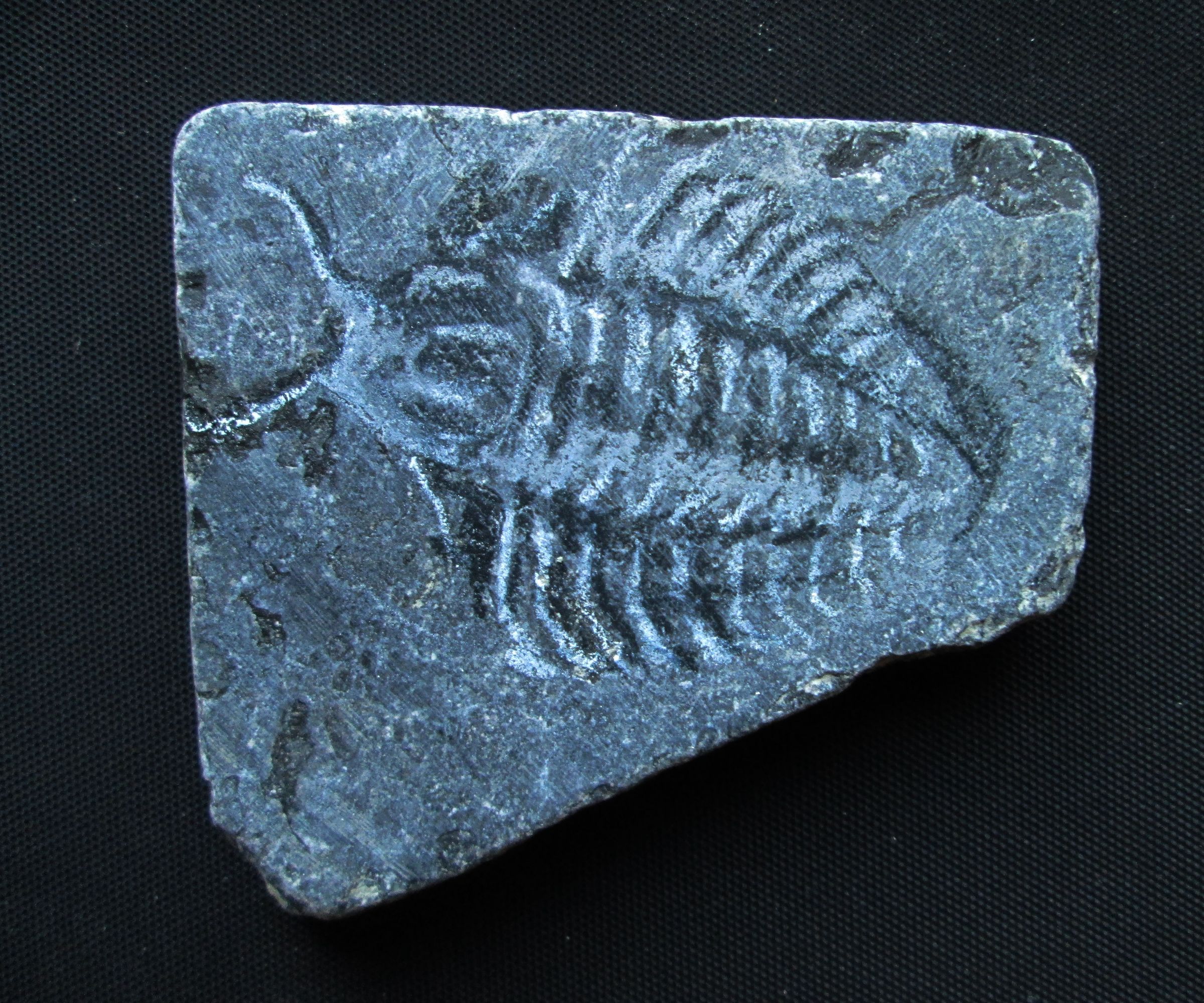 0,00001 Year Old Fossil