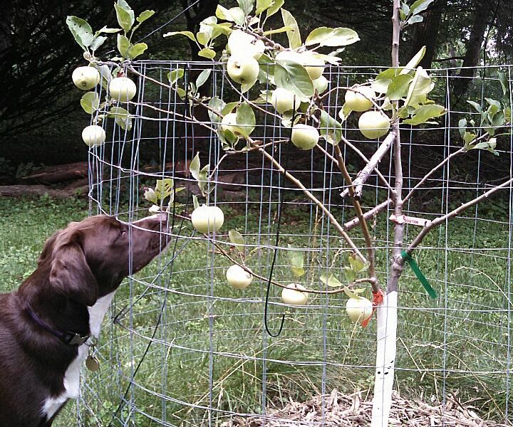 Grafting a Multi-variety Apple Tree.
