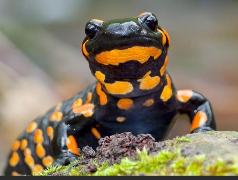 How to Catch and Find Salamanders!