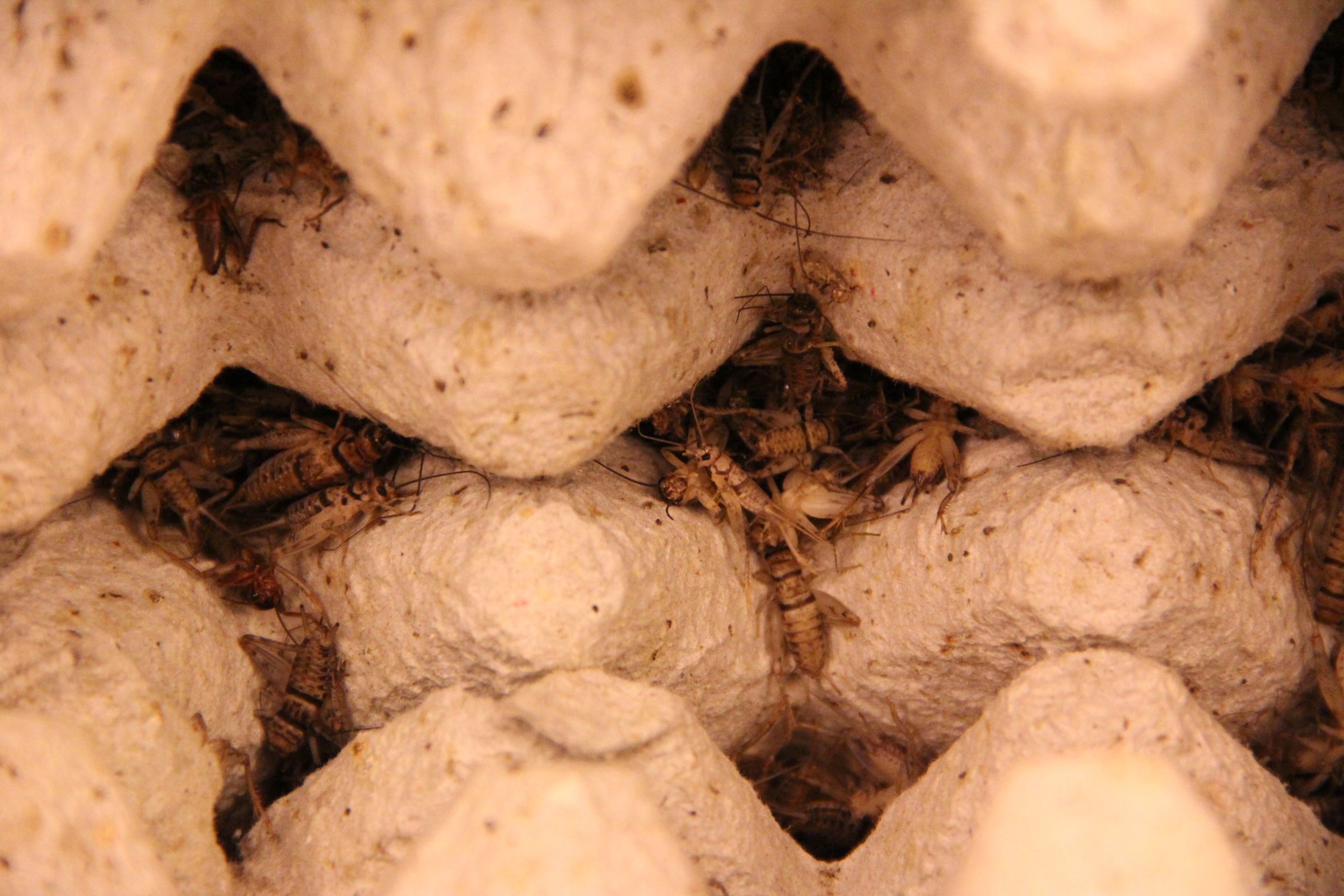 Insects for FoodPrep. 101 11 Steps (with Pictures) Instructables