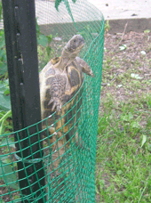 Tortoise Tracker (Analogue Version)