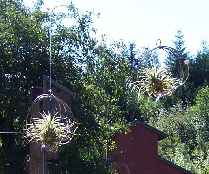 Airplant Bird Strike Deterrents for Windows