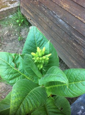 can you legally grow tobacco in the uk Growing Tobacco : 6 Steps (with Pictures)