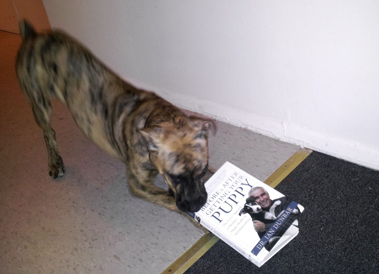 How to Crate Train Your Dog 9 Steps (with Pictures) Instructables