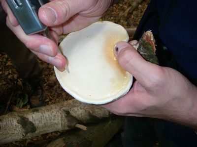 Cutting Strip