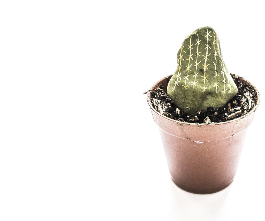 Turning Stunted Plants Into Beautiful Cactus !