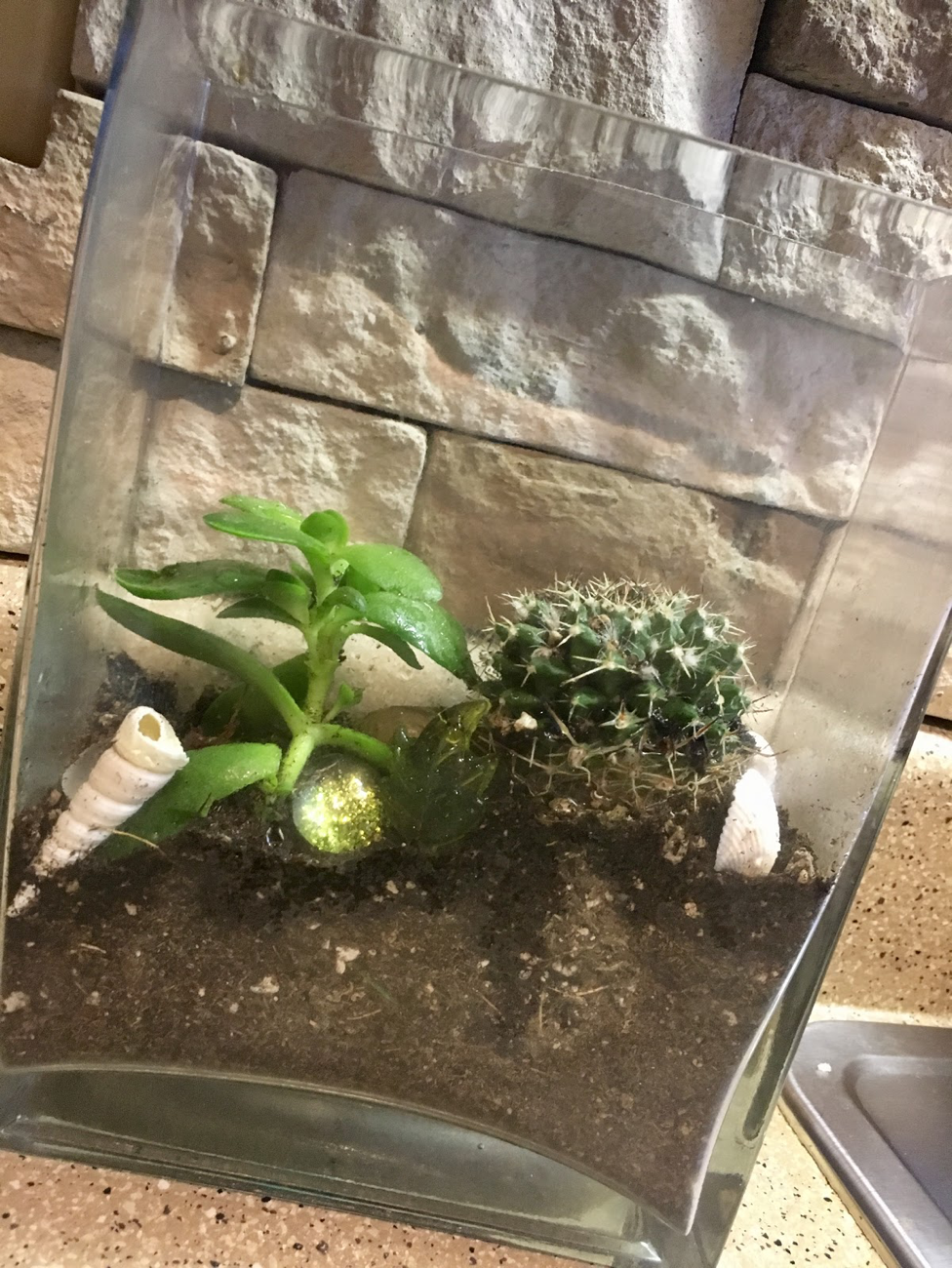 How to Construct a Terrarium