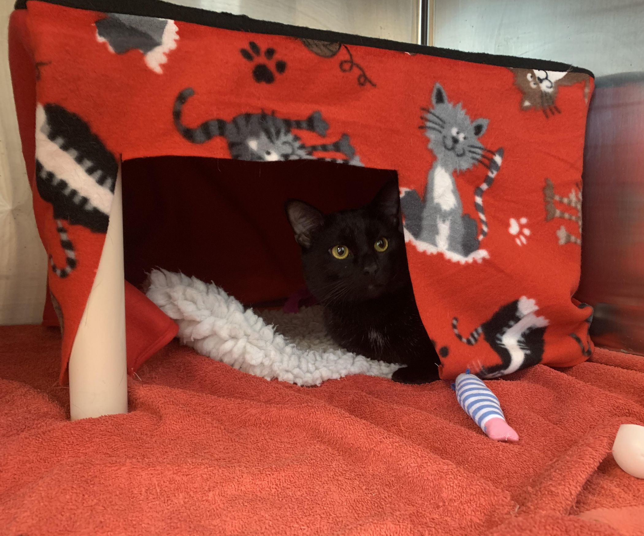 Arpie's Cat Kuranda House 4 Steps Instructables