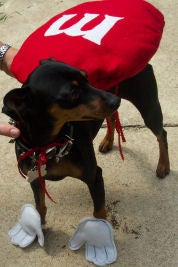 How to Make REAL EASY Dog Costumes for Halloween