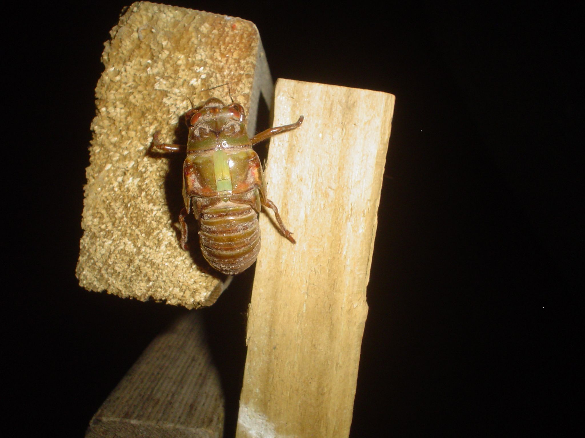 Alien Vs My Back Yard