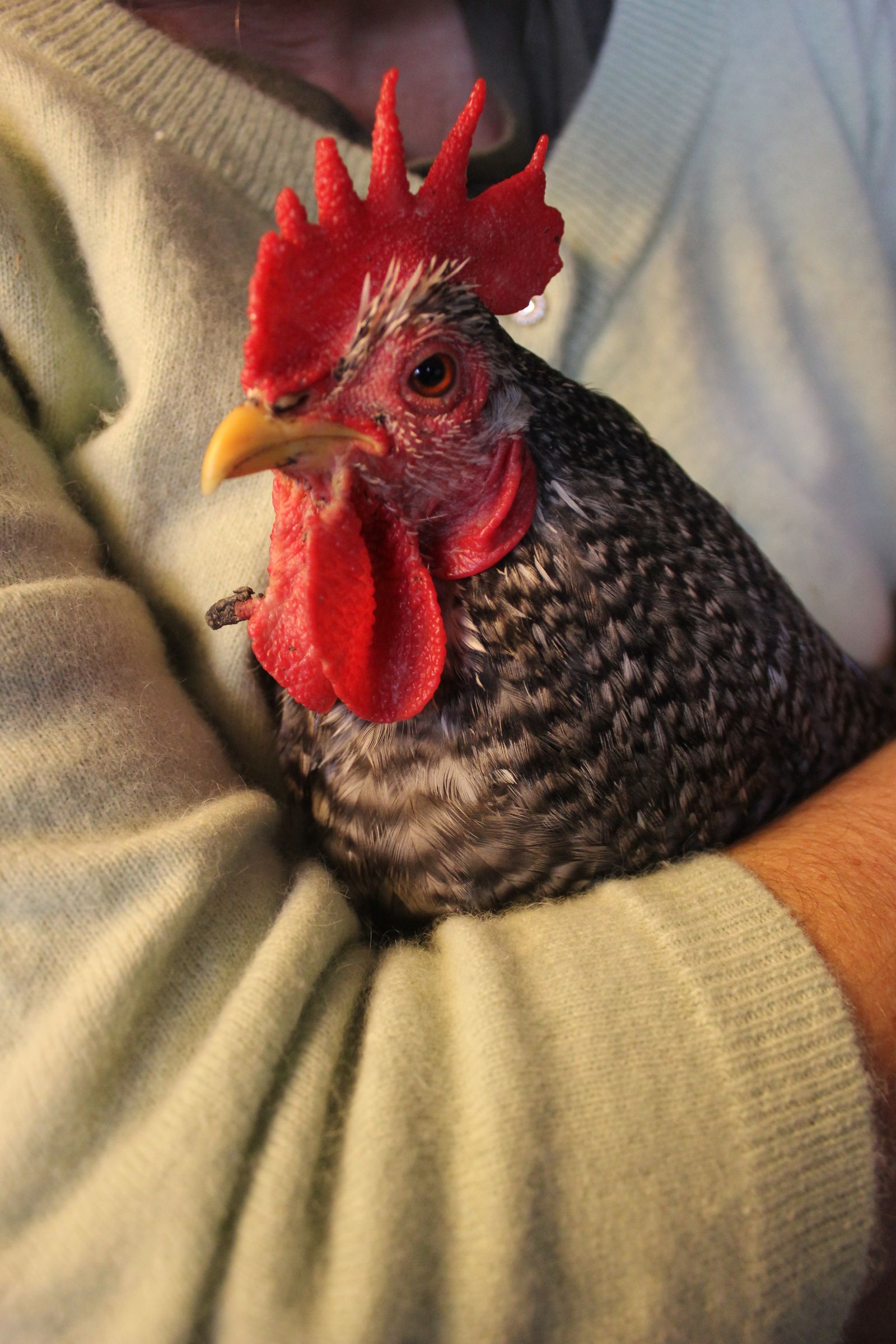 Aromatherapy for Organic Poultry. Update - Wounded Cochin Cockerel. Aromatherapie Pour Volaille Bio