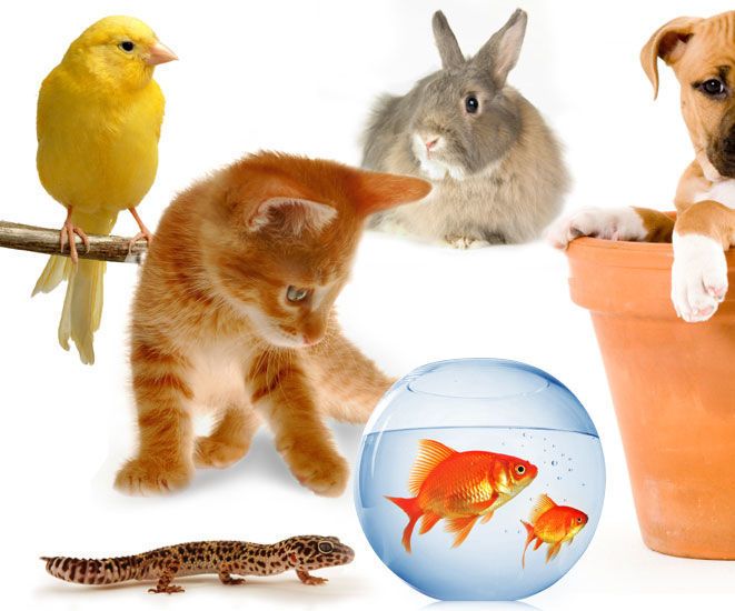 How to Convince Your Parents to Get You a Pet