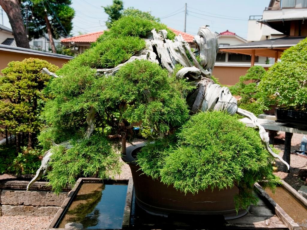 Growing a Bonsai : 7 Steps - Instructables