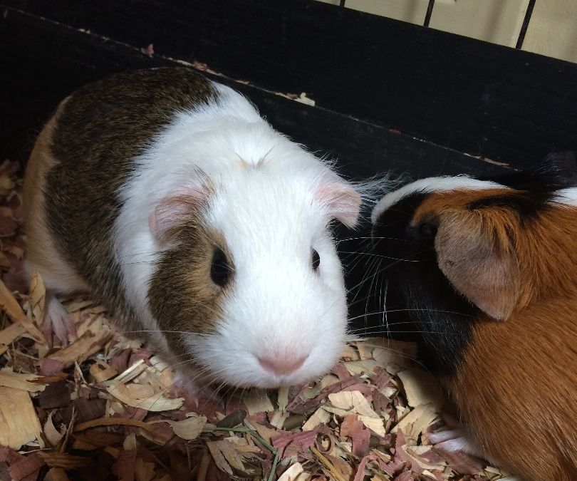 Teach Guinea Pig to Stand on Hind Legs