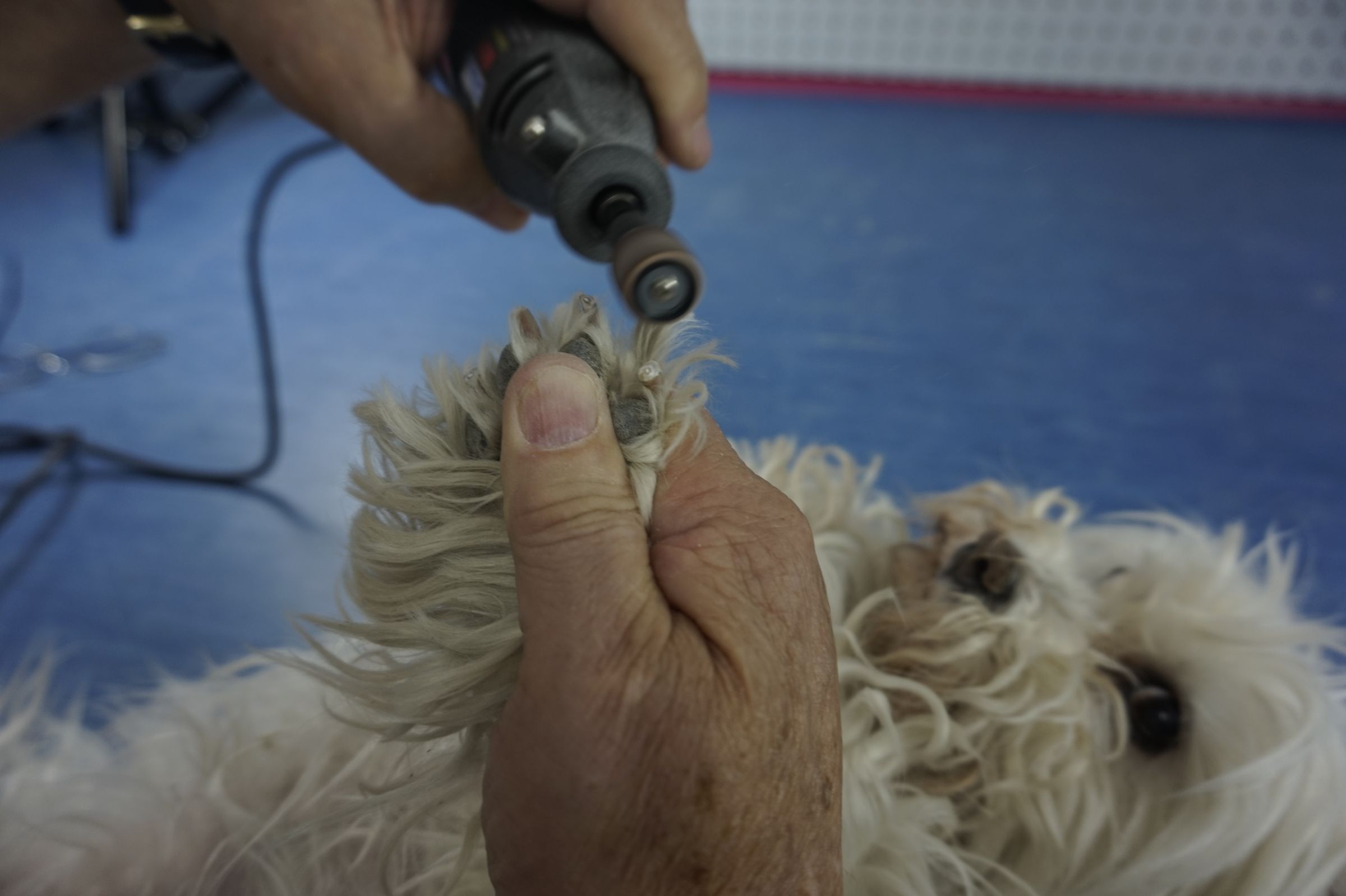Using a Rotary Tool to Trim a Dogs Nails 4 Steps Instructables