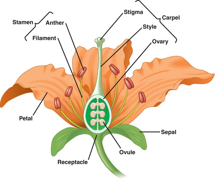 How to Germinate Lilies 8 Steps Instructables