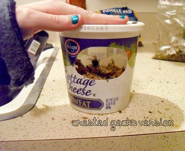 Alt for Arboreal Geckos/ Digging or Mini Nest Pit