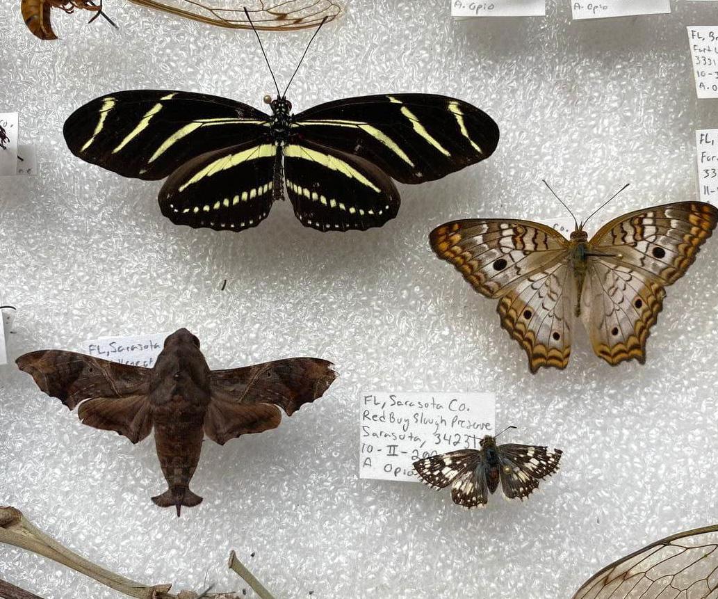 Preserving a Lepidoptera (Butterflies, Moths, and Skippers) 7 Steps