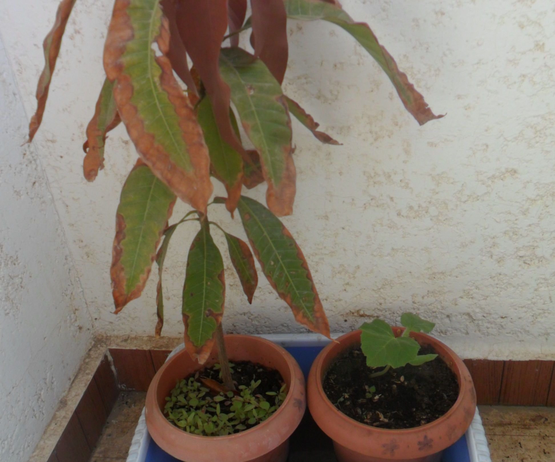 Super Simple Sub-irrigation System 