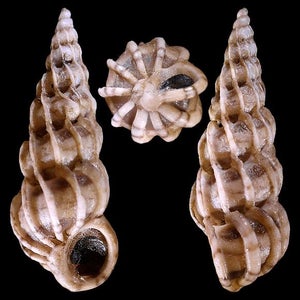 Marine Life Inspiration