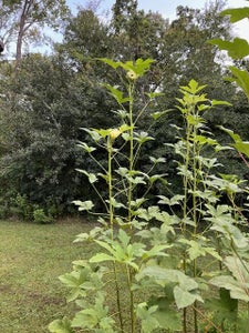 Harvest Your Veggies