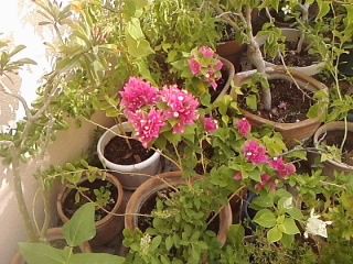 THE FLORA FERTILIZER !!!