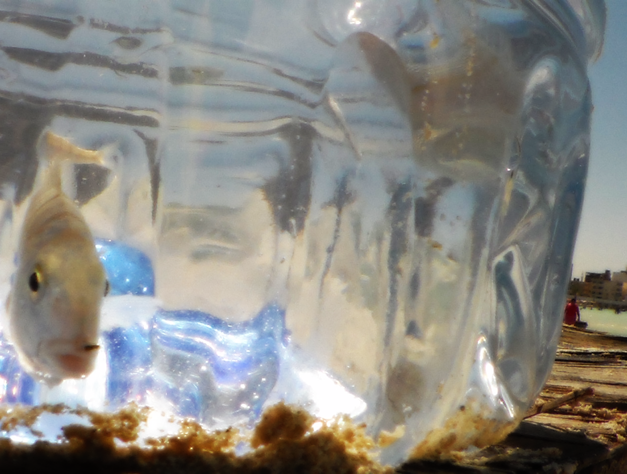 How to catch fish by bottle