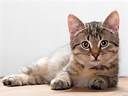 Cats! HAHA