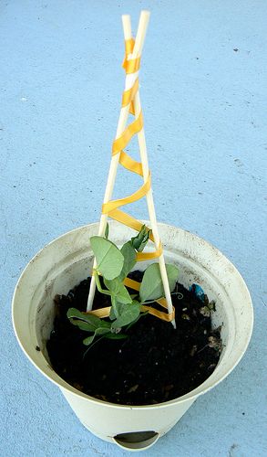 Ten Minute Trellis