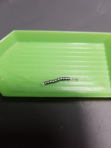 First Line of Beads