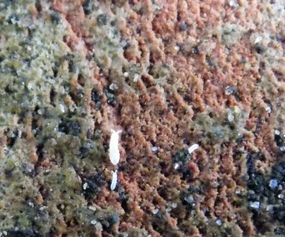 Collecting Anurida Granaria Collembola & Testing for Bioluminescence..