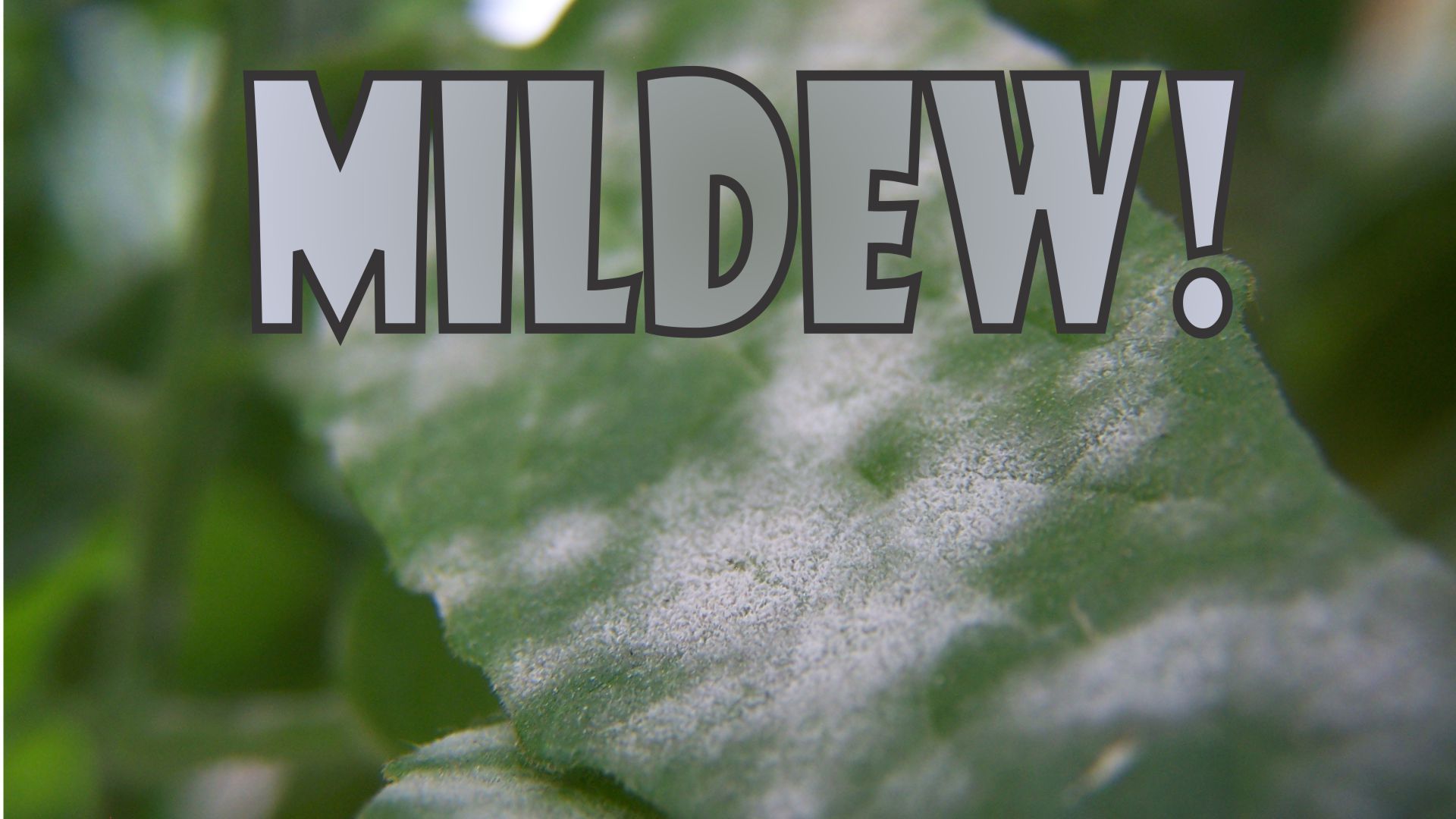 ELIMINATE Powdery Mildew
