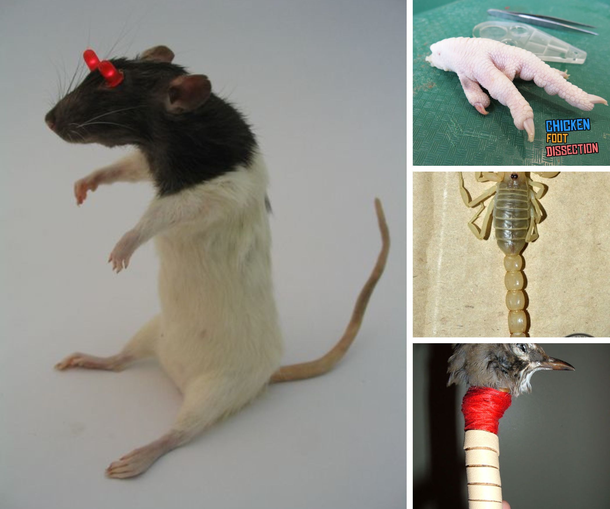 The Strangest Instructibles I've Come Across