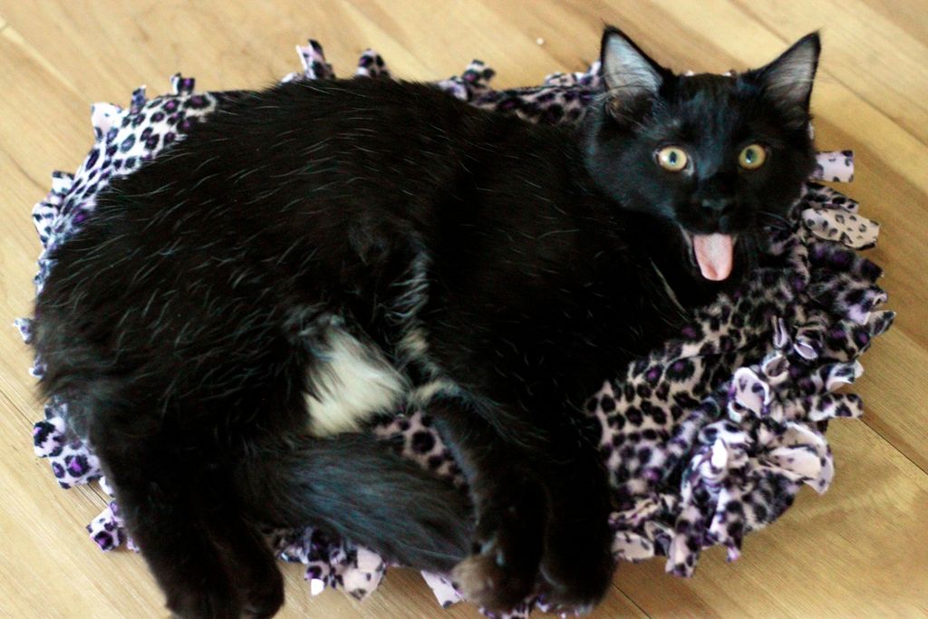How to Make a (no-sew) Pet Bed