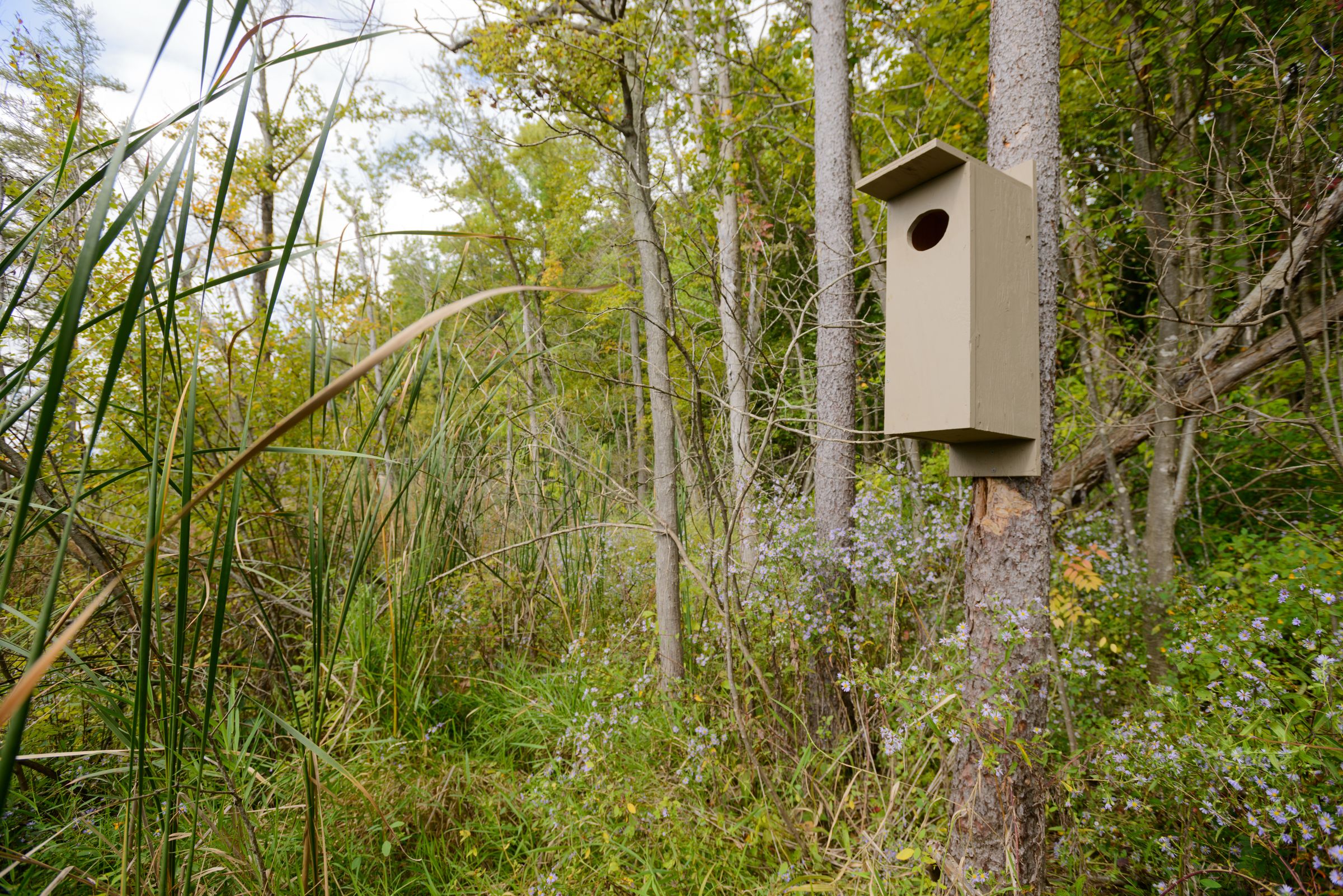 Printable Wood Duck Box Plans edu.svet.gob.gt