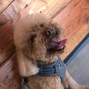 The Coolest Dog Feeder