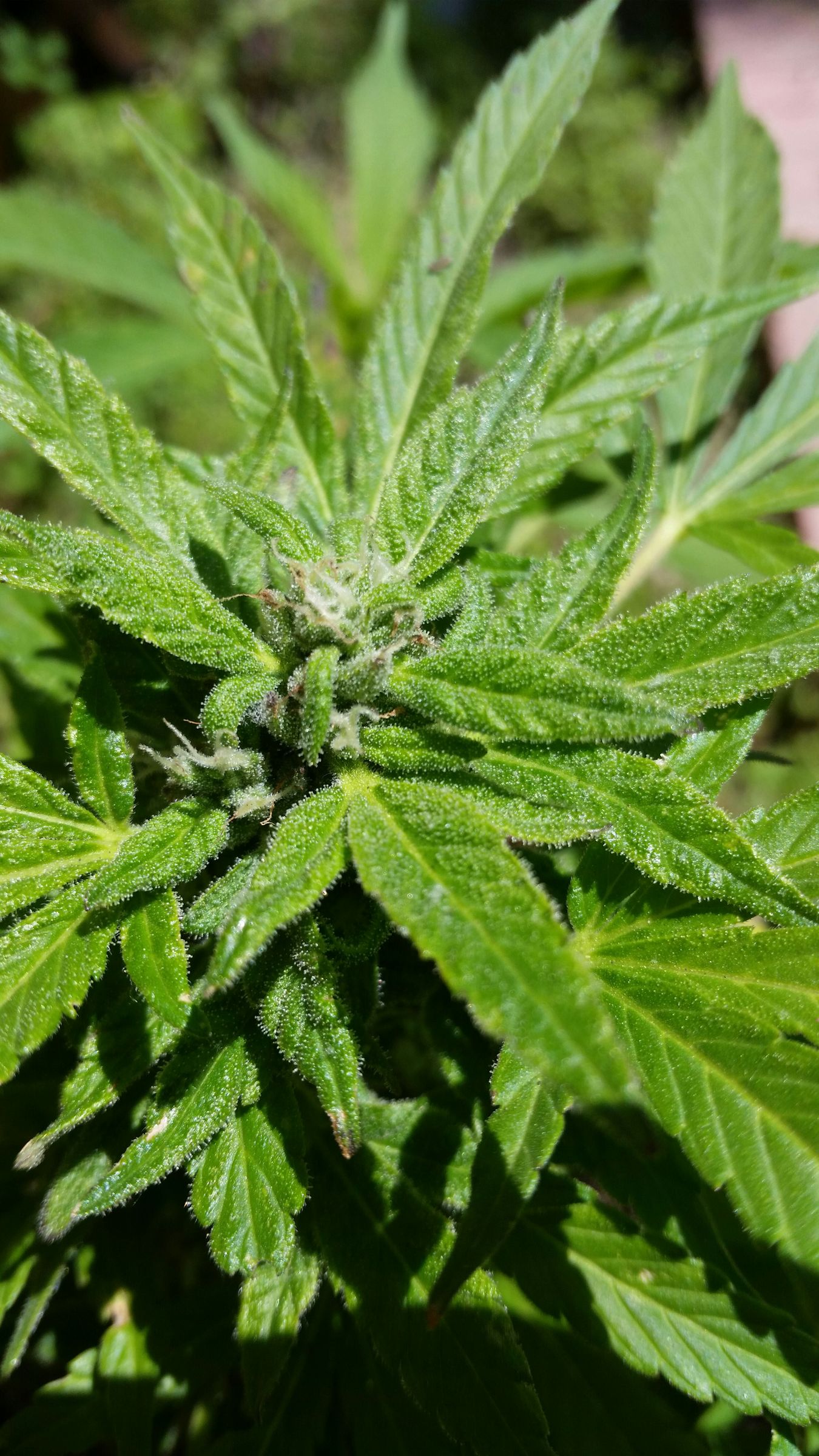 Bonzai Buds