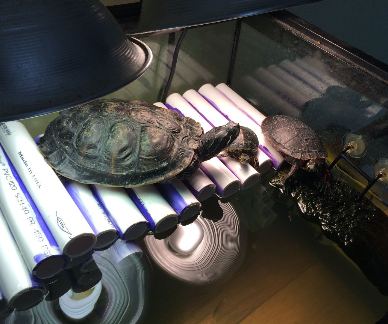PVC Turtle Dock