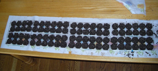 Start the Seeds