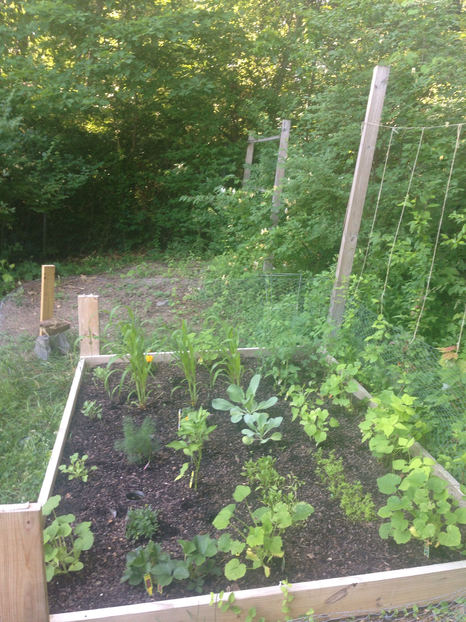 Getting Started Square Foot Gardening