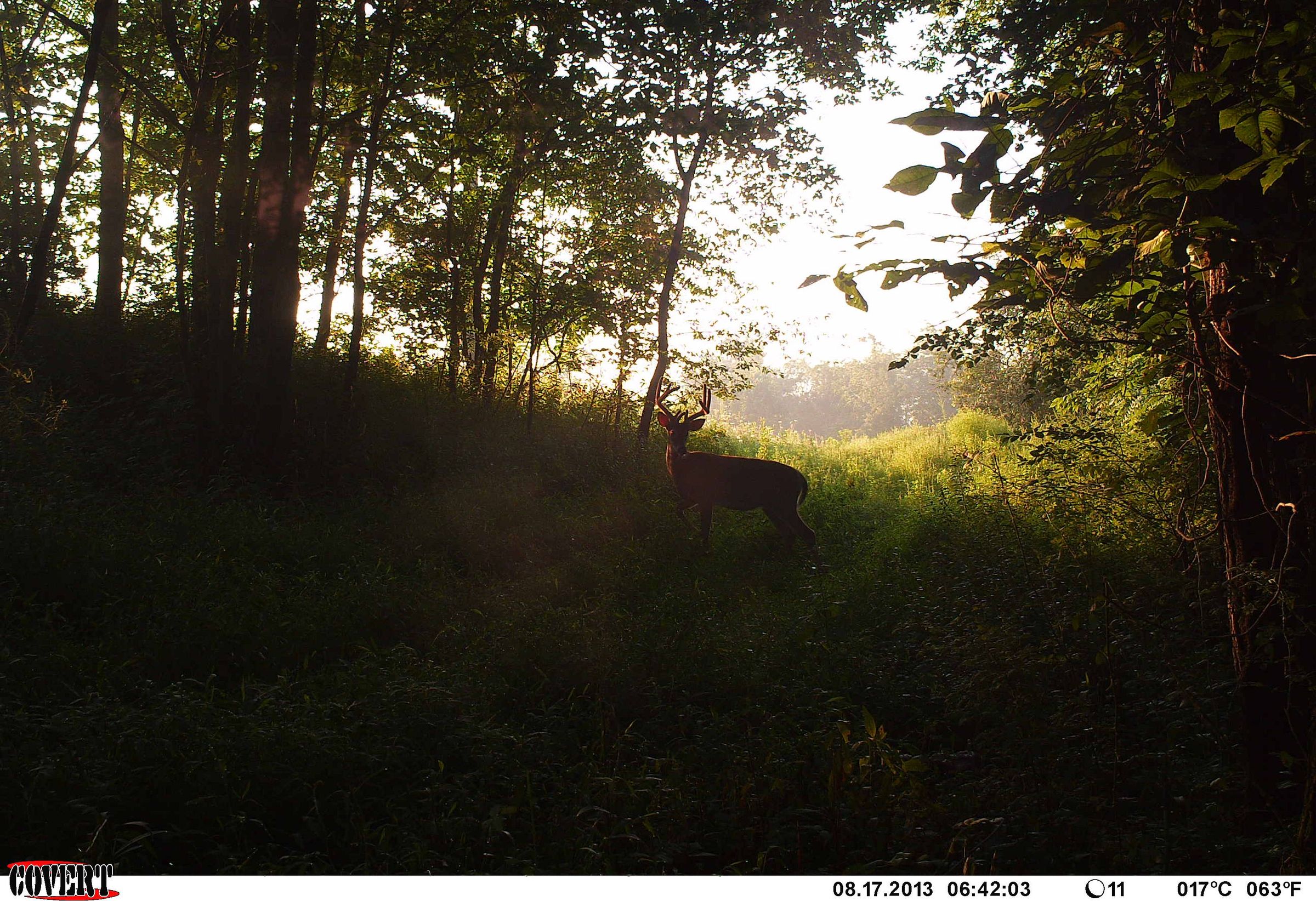 How to Use Trail Cameras As a Hunters Best Friend
