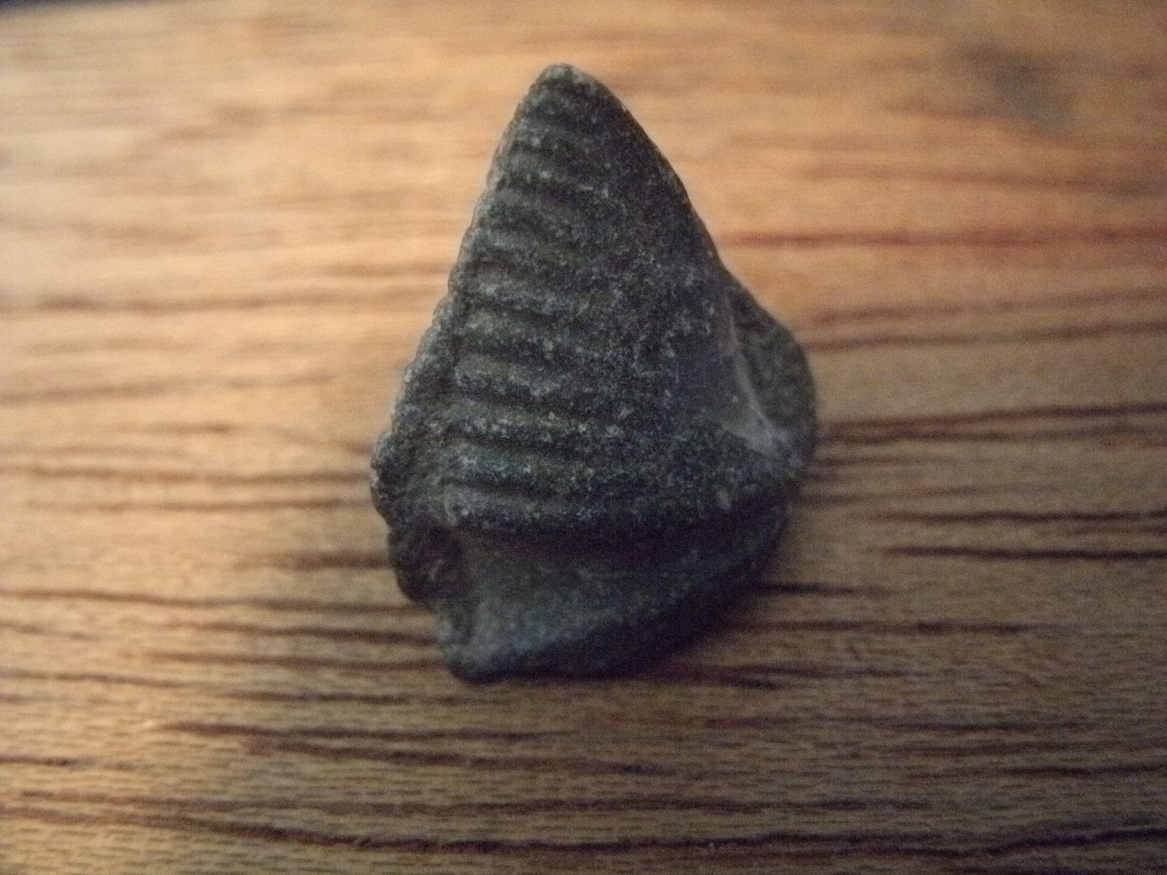 Fossil Hunting